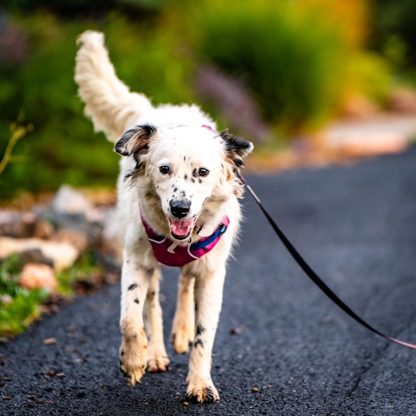 Enlarge Bryce, a Adoptable Border Collie in denver, CO image 3/6