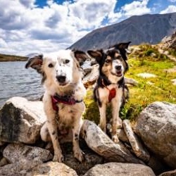 Enlarge Bryce, a Adoptable Border Collie in denver, CO image 5/6