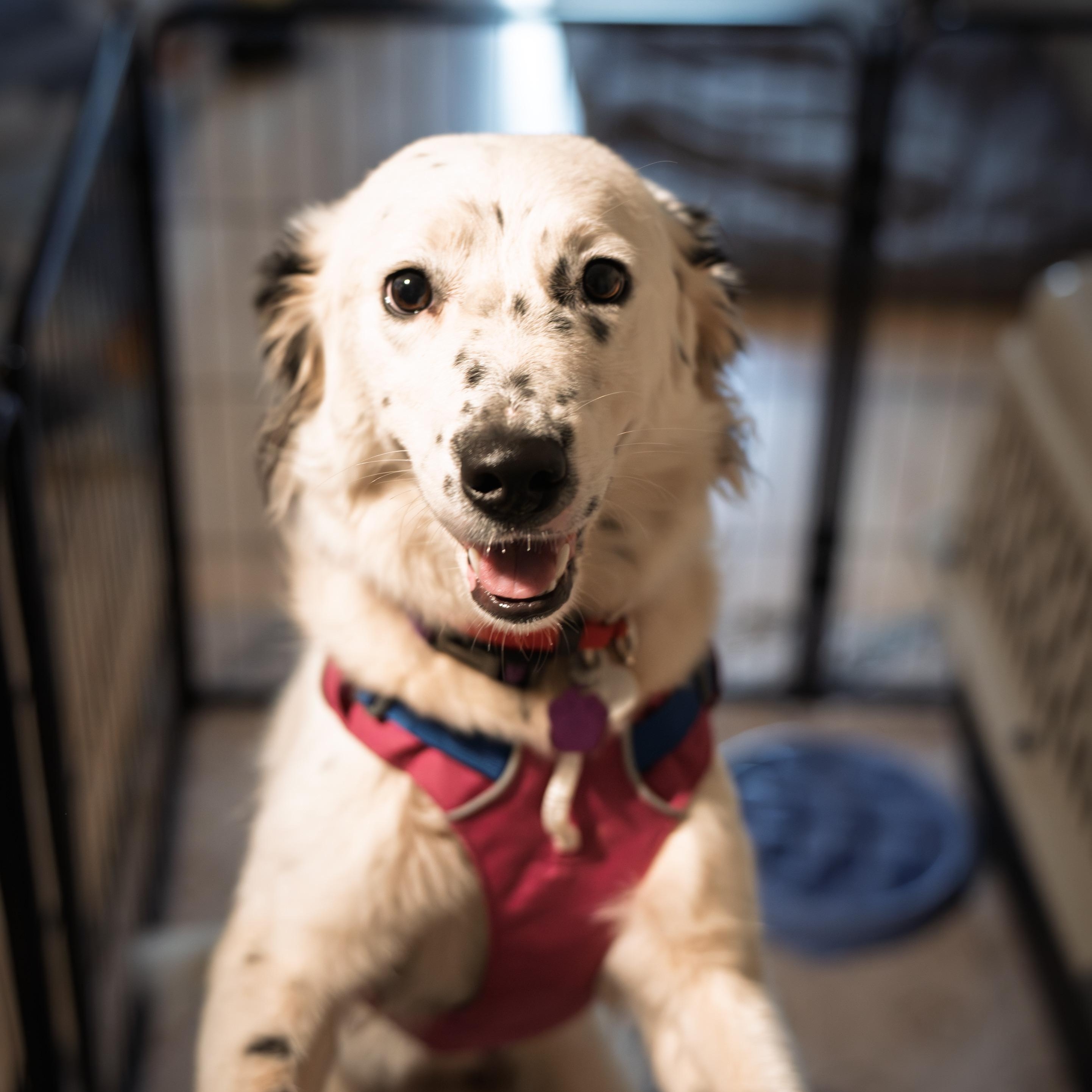 Enlarge Bryce, a Adoptable Border Collie in denver, CO image 6/6