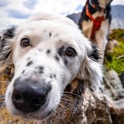 Enlarge Bryce, a Adoptable Border Collie in denver, CO image 4/6