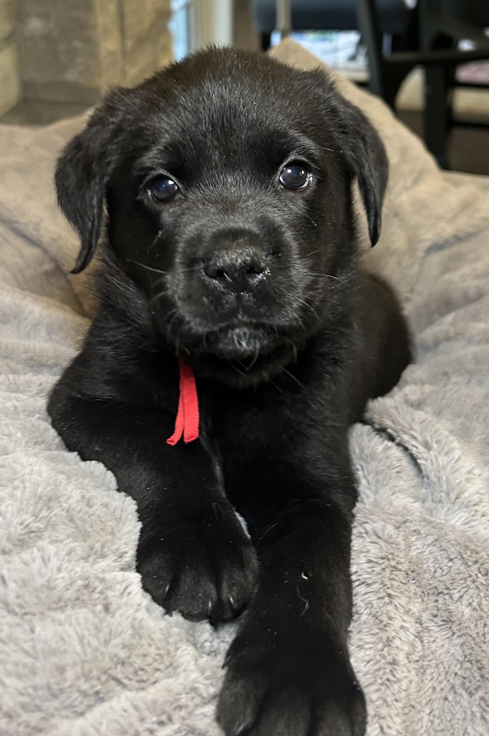 Zella, Adoptable, Young Female Labrador Retriever.