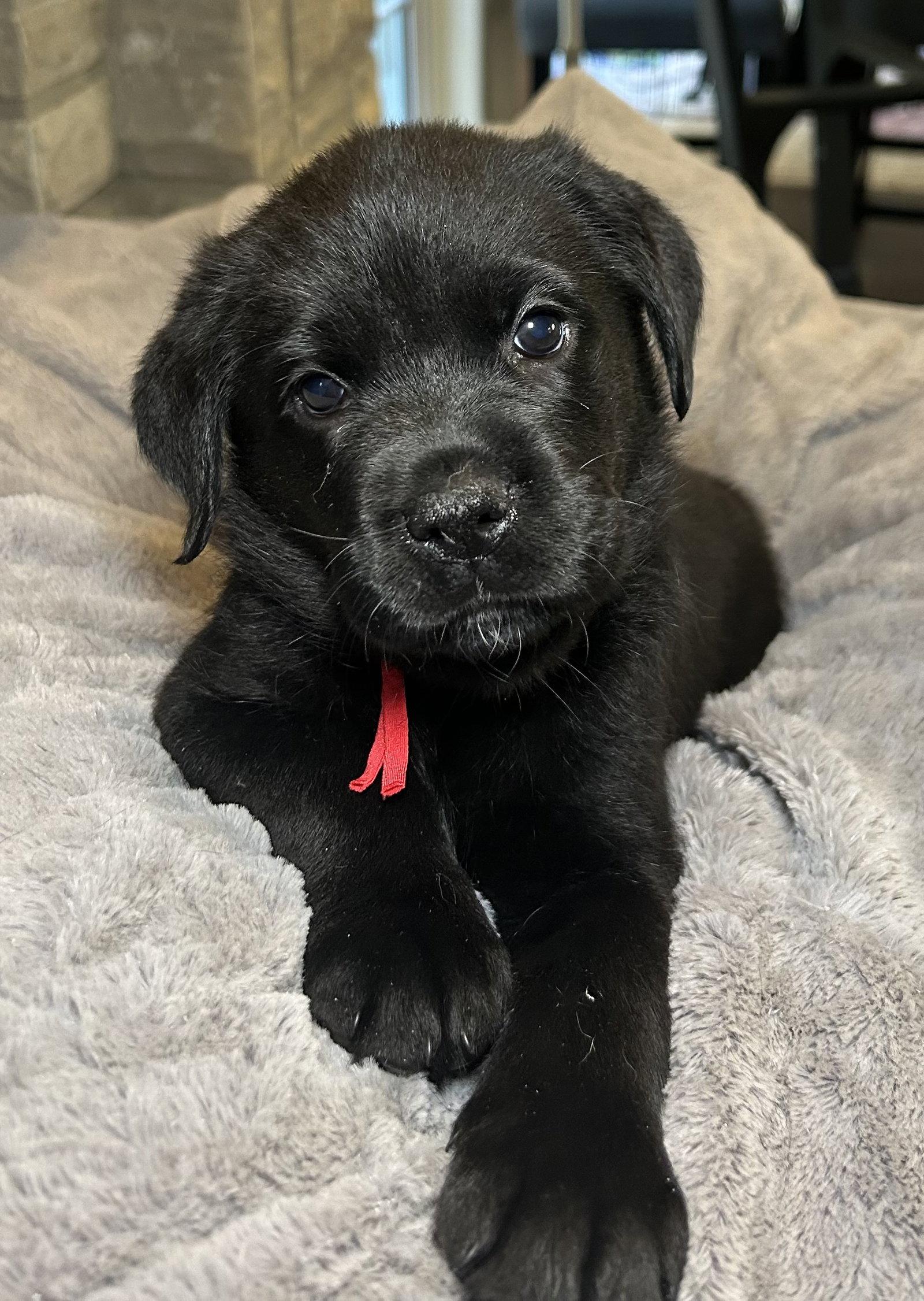 Enlarge Zella, a Adoptable Labrador Retriever in Barnhart, MO image 2/2