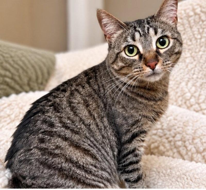 Enlarge Rosie, a Adoptable Tabby in Knoxville, TN image 1/3