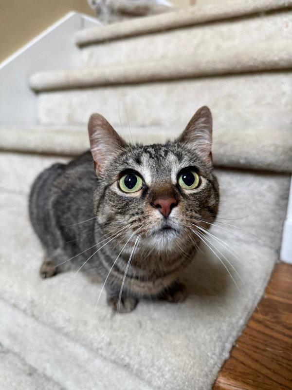 Rosie, Adoptable, Young Female Tabby.