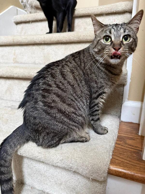 Enlarge Rosie, a Adoptable Tabby in Knoxville, TN image 2/3