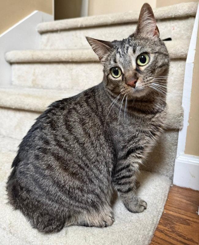 Enlarge Rosie, a Adoptable Tabby in Knoxville, TN image 3/3