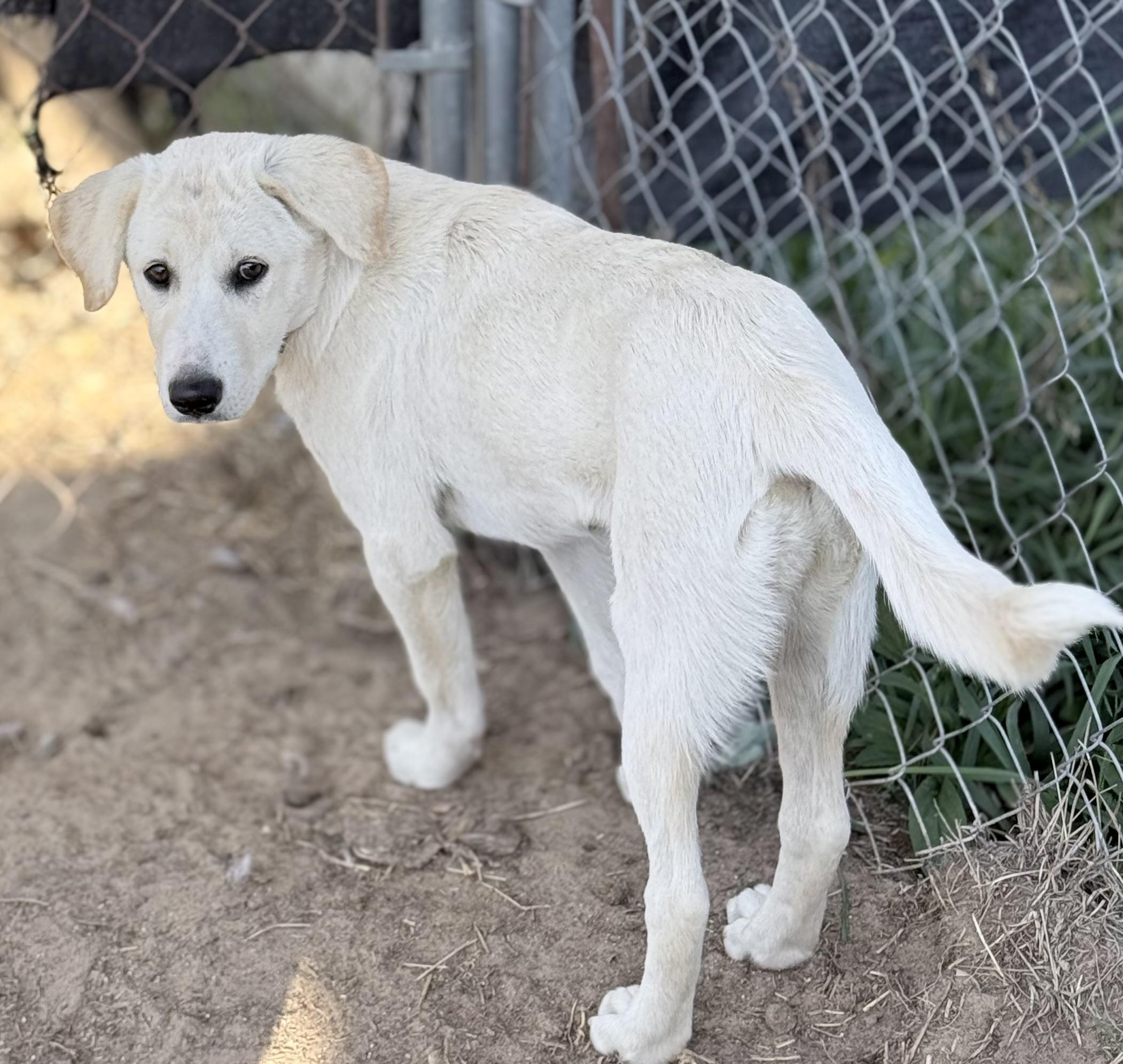 Nadia, Adoptable, Puppy Female Yellow Labrador Retriever.