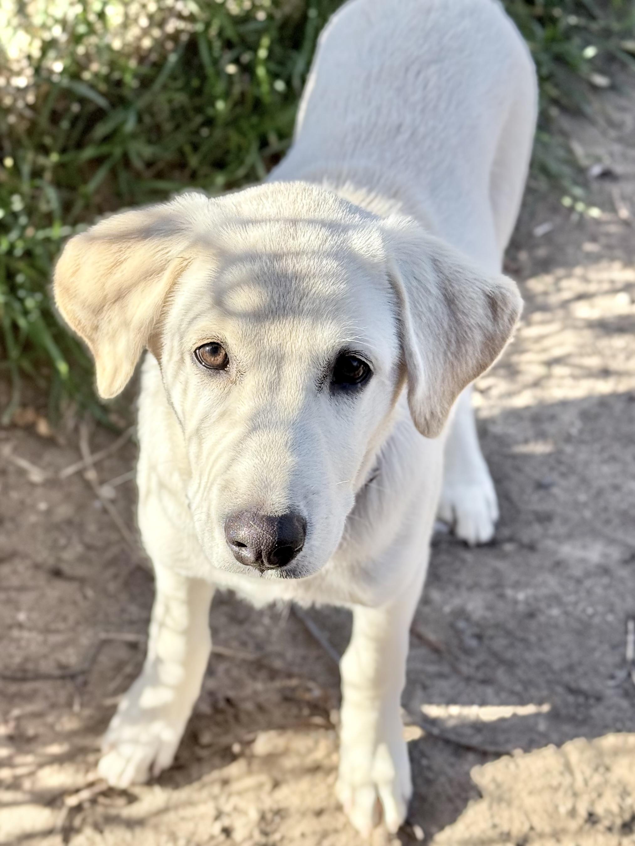 Enlarge Nadia, a Adoptable Yellow Labrador Retriever in South Saint Paul, MN image 2/2