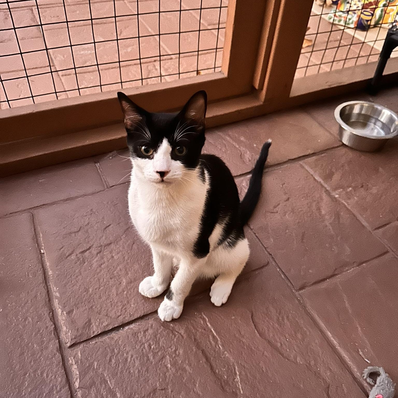 Frank, a Adoptable American Shorthair in North Hollywood, CA image 1/3
