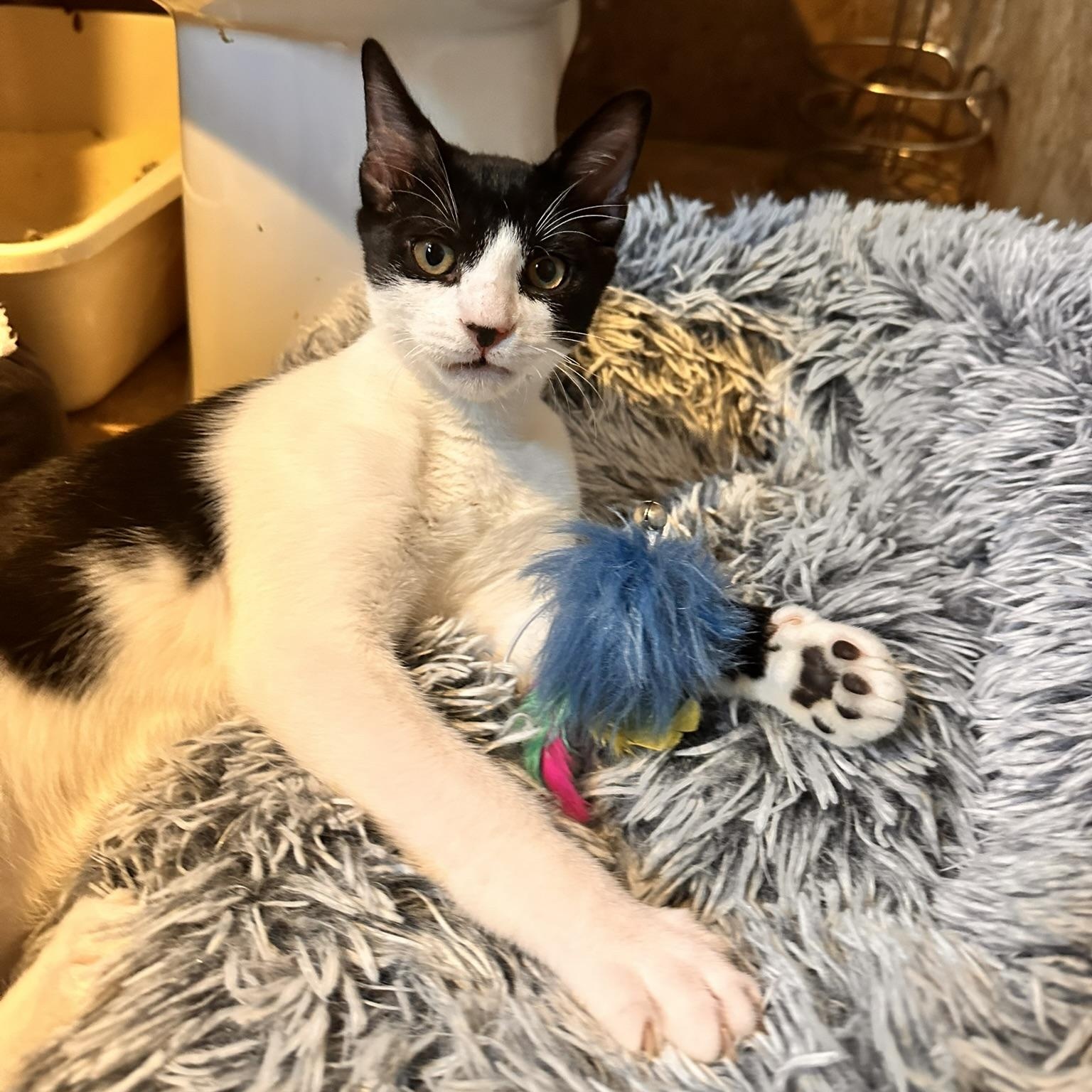 Frank, a Adoptable American Shorthair in North Hollywood, CA image 2/3