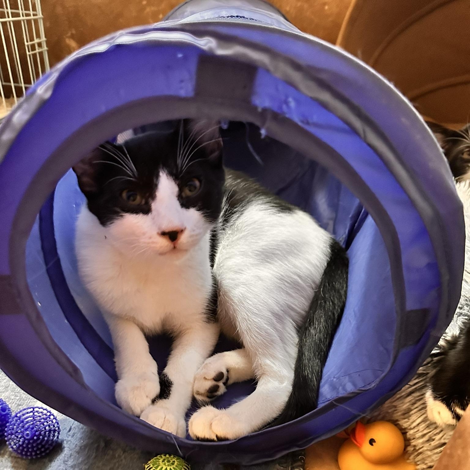 Frank, a Adoptable American Shorthair in North Hollywood, CA image 3/3