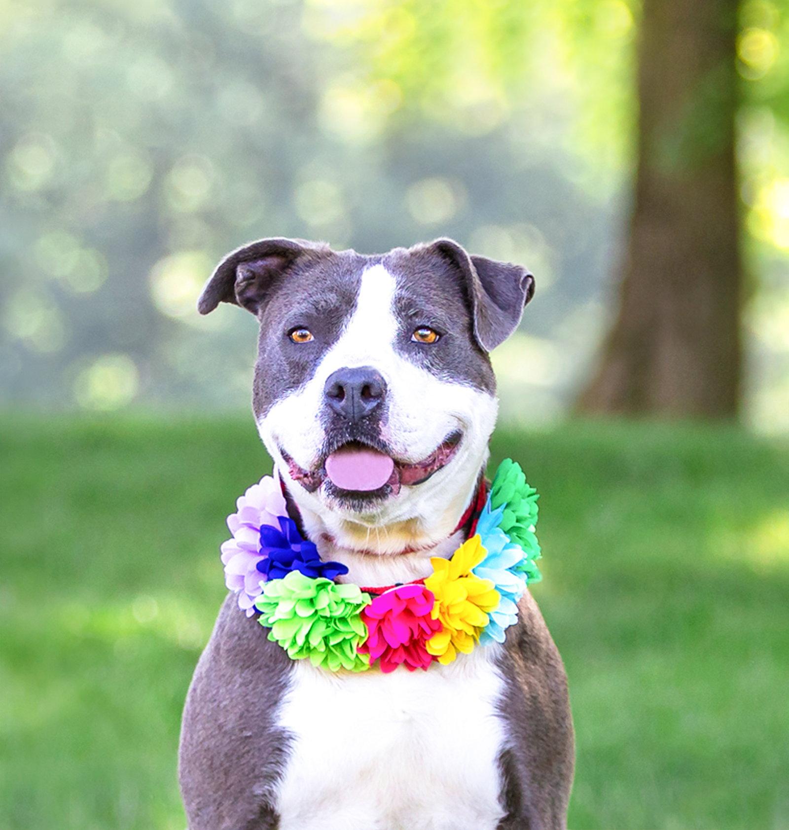 Stormy, Adoptable, Young Female Terrier.
