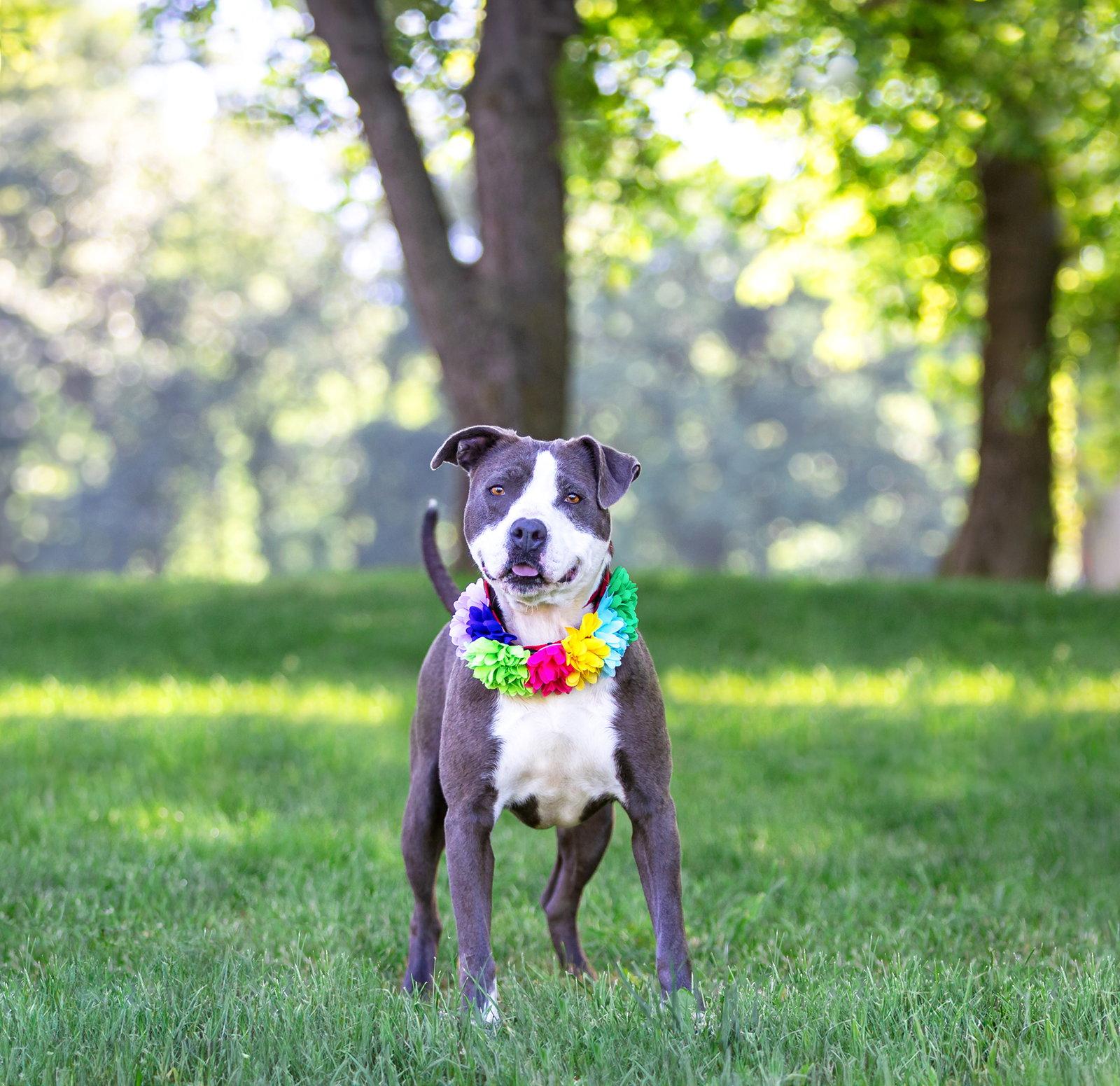 Enlarge Stormy, a Adoptable Terrier in Coatesville, PA image 2/3