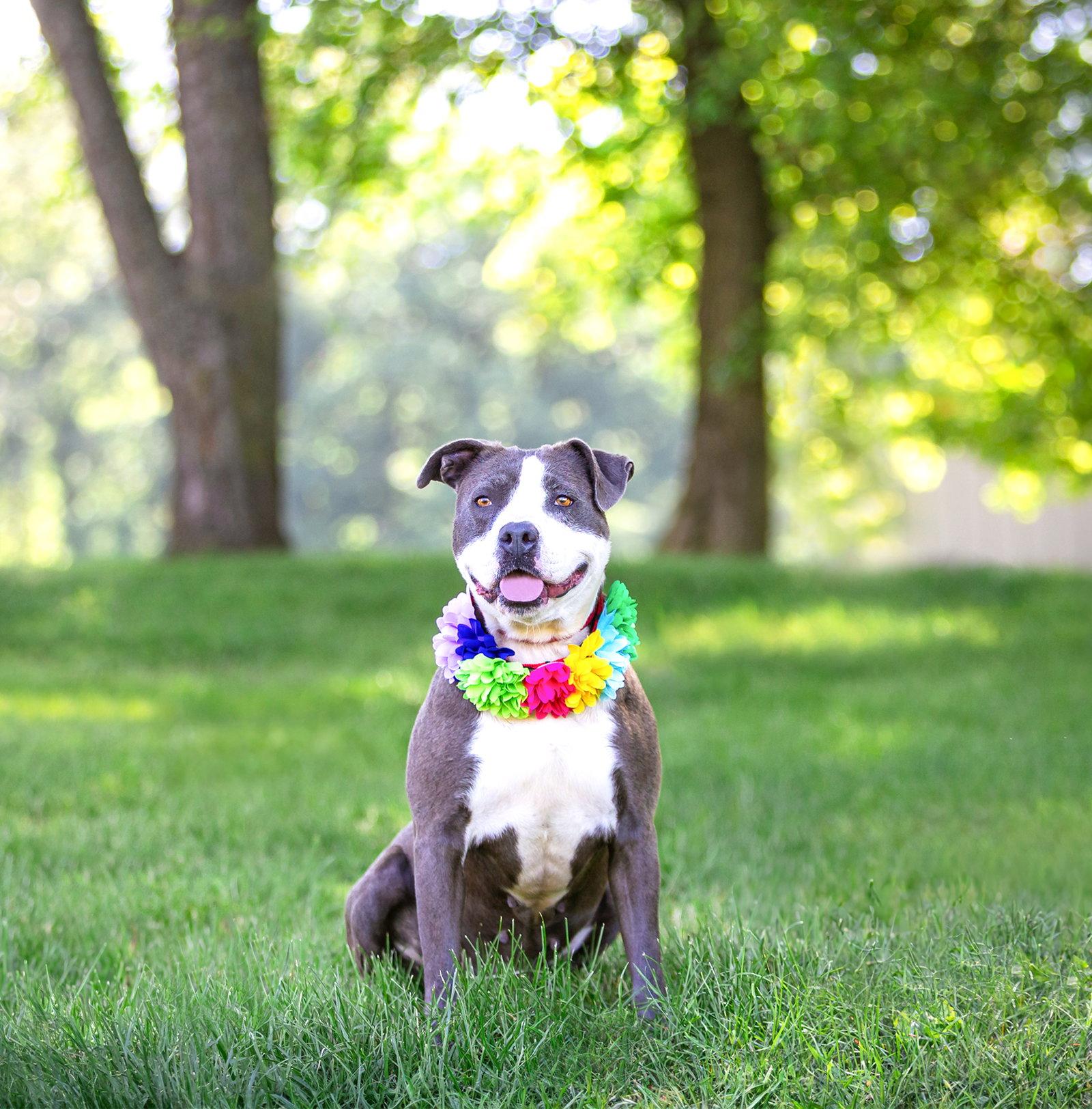 Enlarge Stormy, a Adoptable Terrier in Coatesville, PA image 3/3