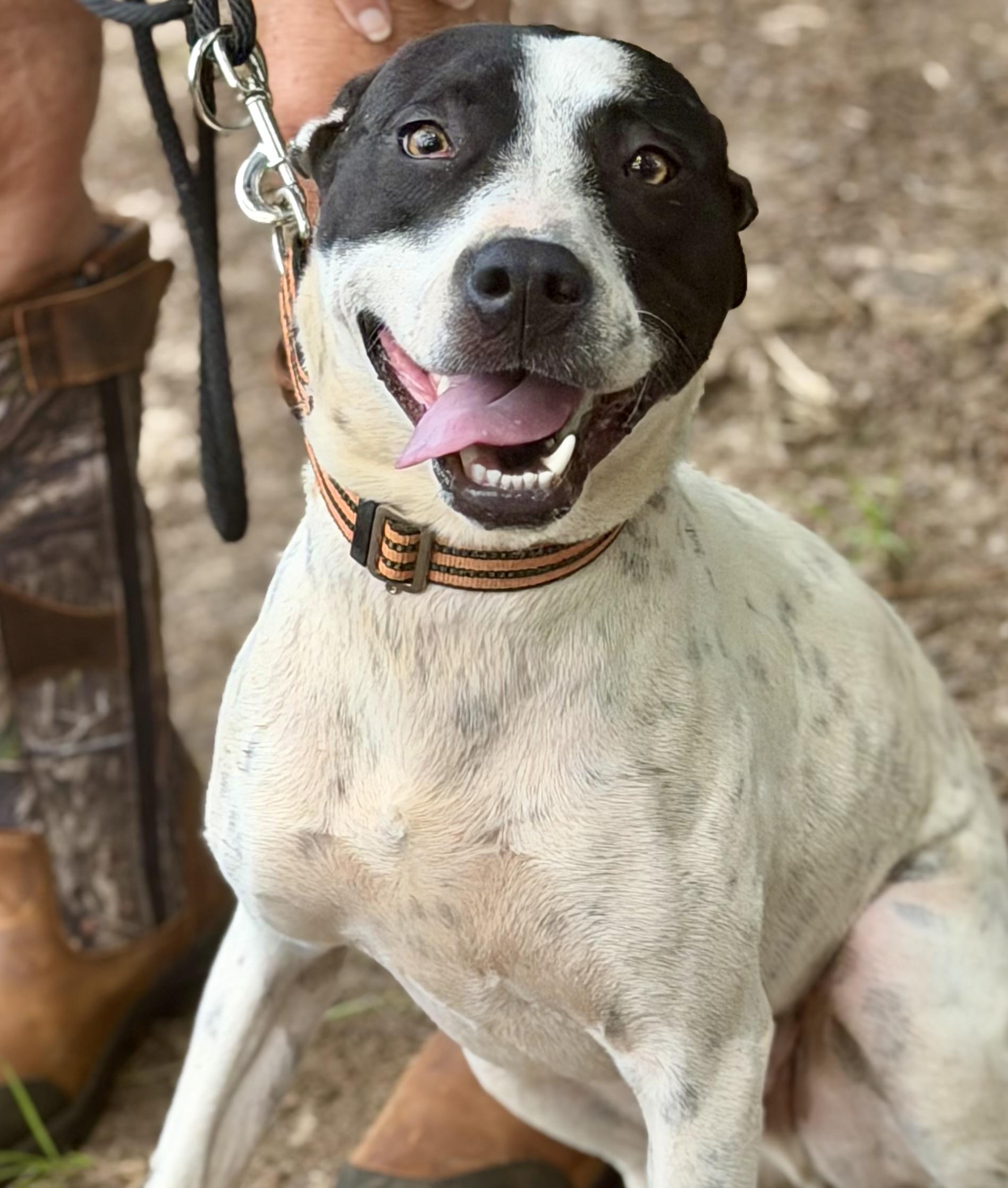 Wilson, Adoptable, Young Male Terrier.