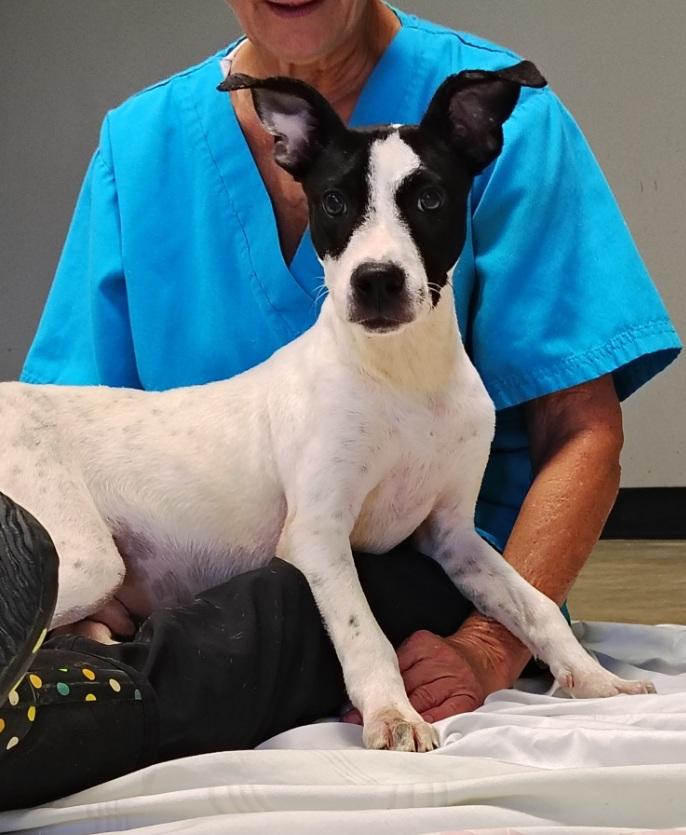 Enlarge Wilson, a Adoptable mixed breed in Zebulon, GA image 1/2