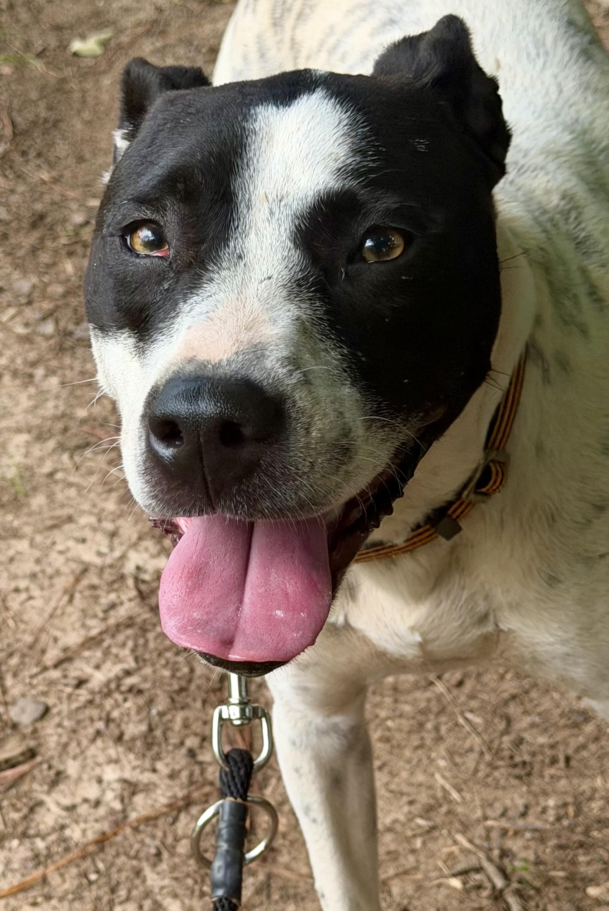 Enlarge Wilson, a Adoptable mixed breed in Zebulon, GA image 3/3