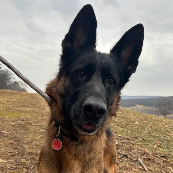 Enlarge Daisy (26-018), a Adoptable German Shepherd Dog in New Ringgold, PA image 1/4
