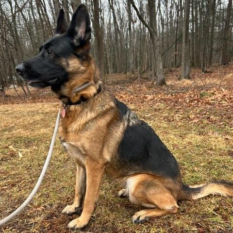 Enlarge Daisy (26-018), a Adoptable German Shepherd Dog in New Ringgold, PA image 2/4