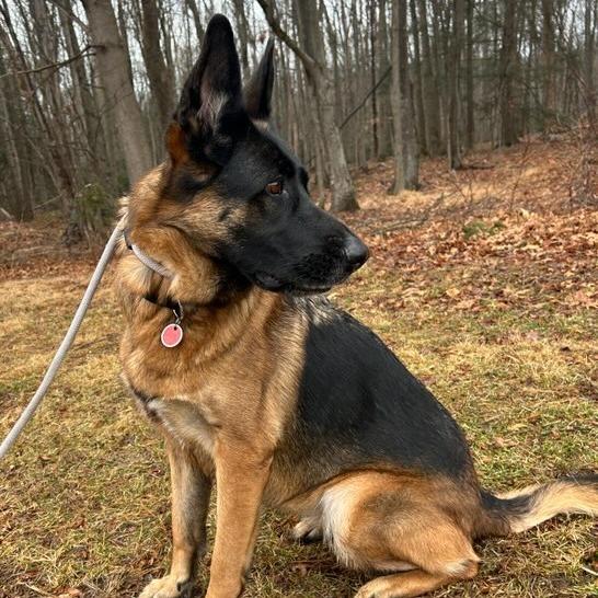 Enlarge Daisy (26-018), a Adoptable German Shepherd Dog in New Ringgold, PA image 3/4