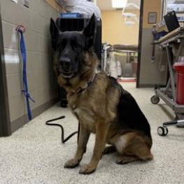 Enlarge Daisy (26-018), a Adoptable German Shepherd Dog in New Ringgold, PA image 4/4