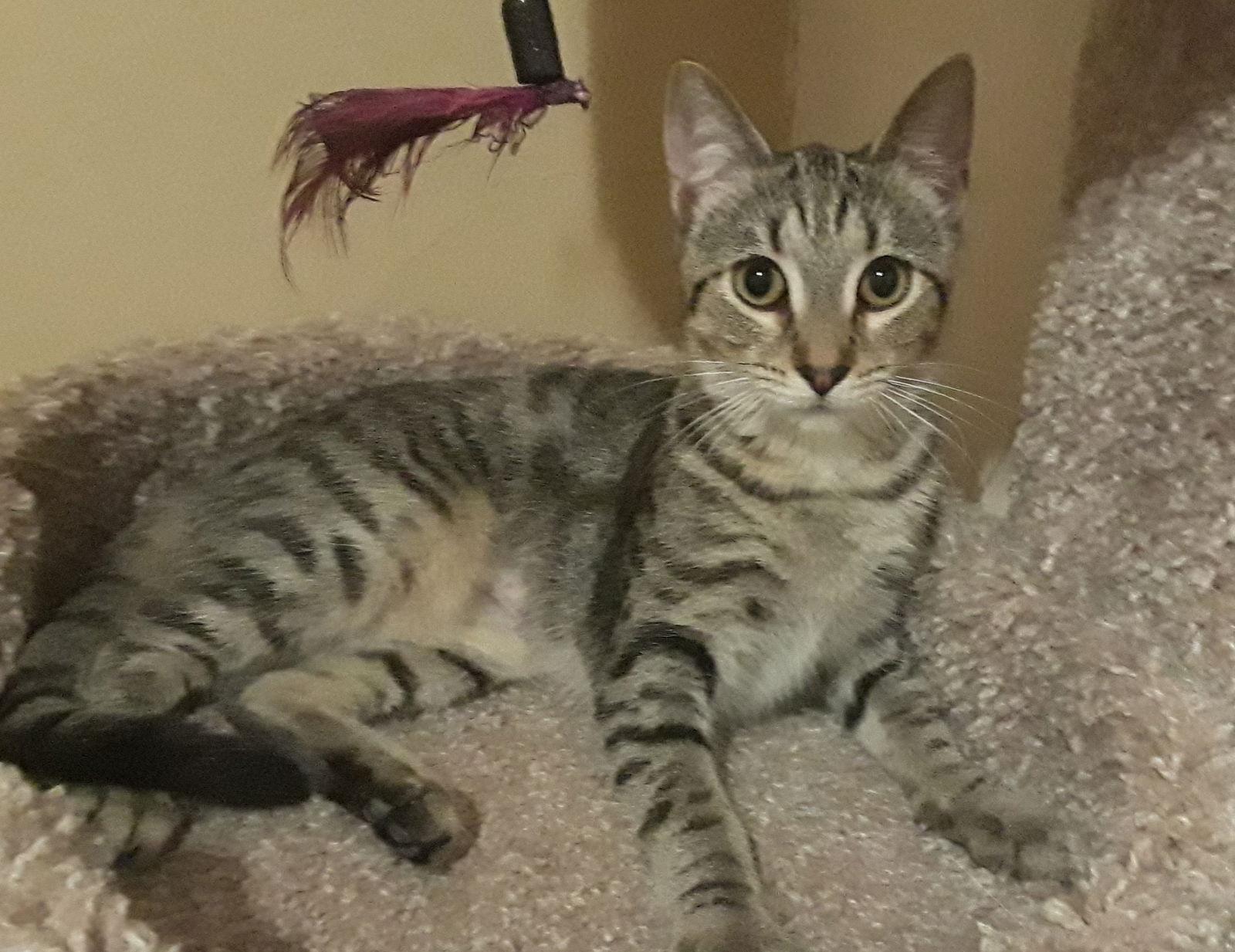 SYLVIA, Adoptable, Kitten Female Domestic Short Hair.