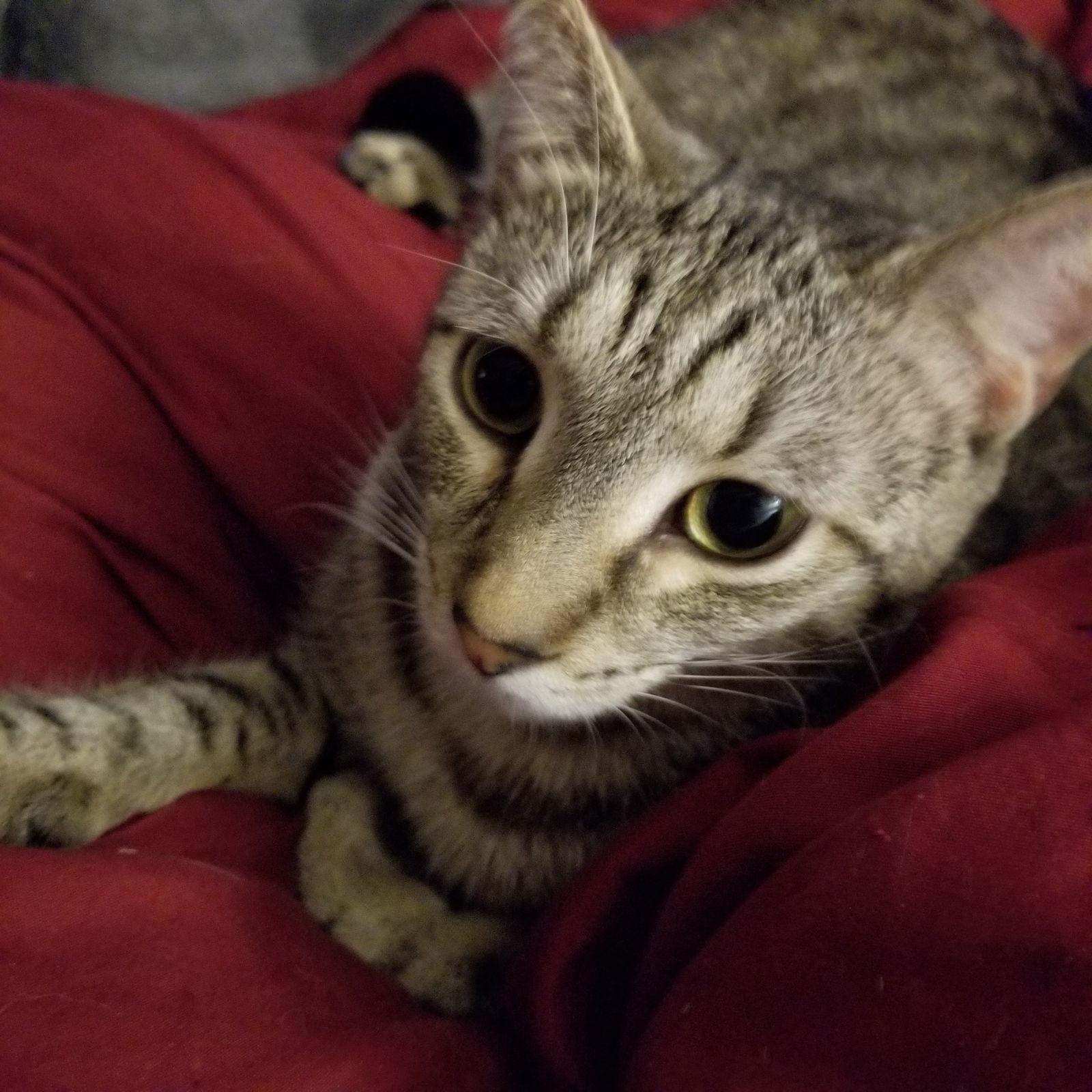 Enlarge SYLVIA, a Adoptable Domestic Short Hair in Northfield, OH image 2/3