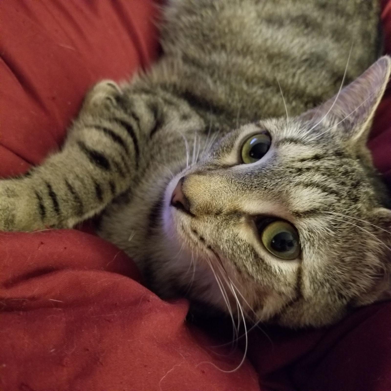 Enlarge SYLVIA, a Adoptable Domestic Short Hair in Northfield, OH image 3/3