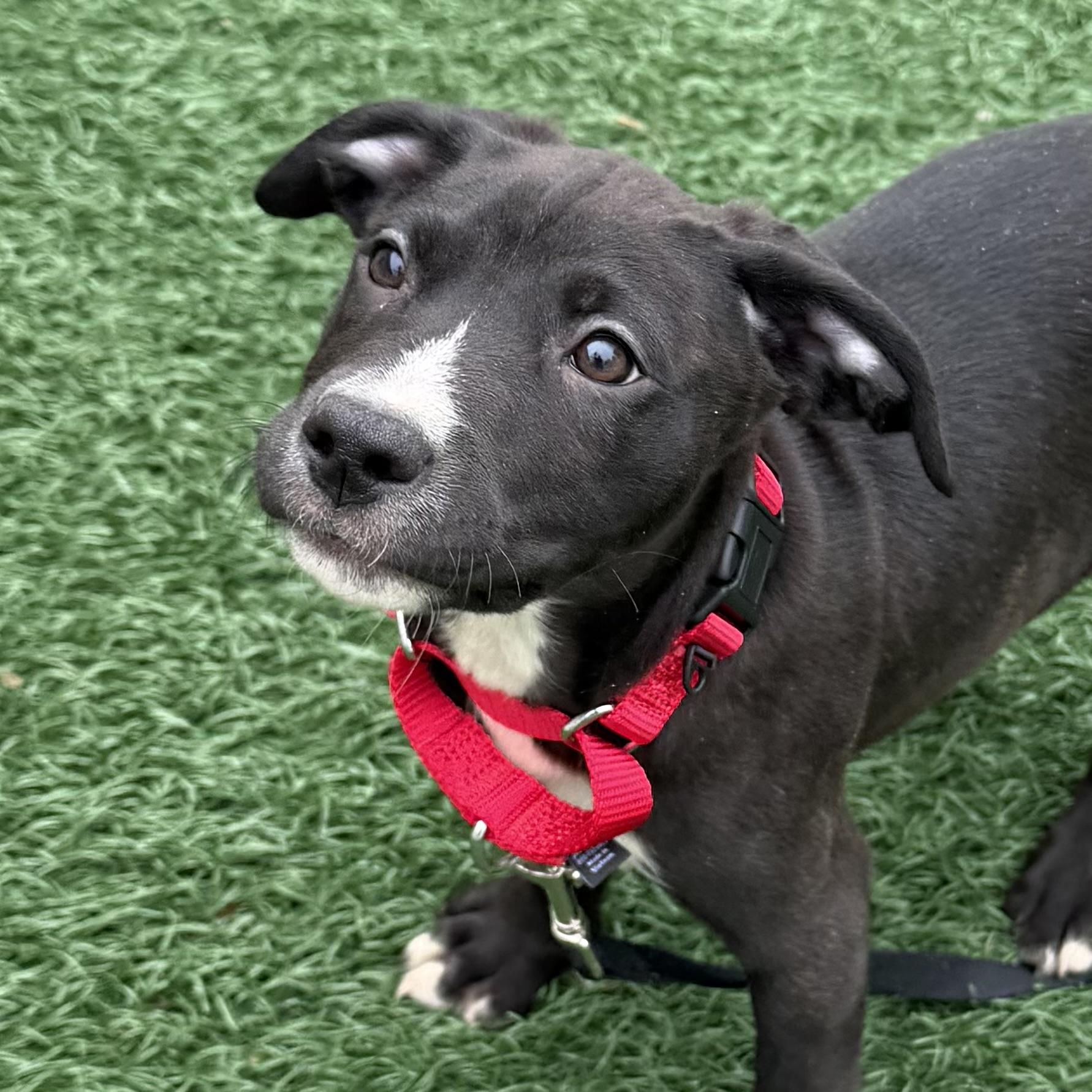 Enlarge Sherman, an adoptable mixed breed in Libertyville, IL image 3/5