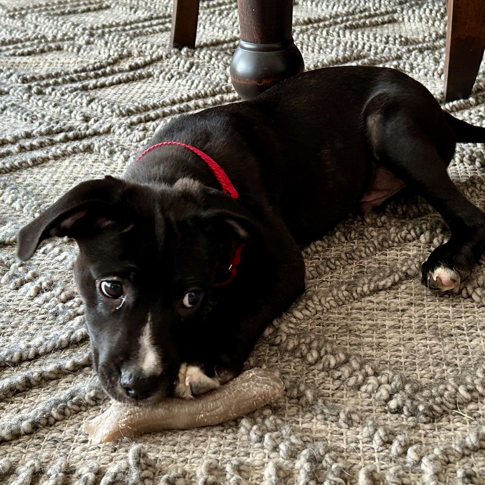Enlarge Sherman, an adoptable mixed breed in Libertyville, IL image 4/5