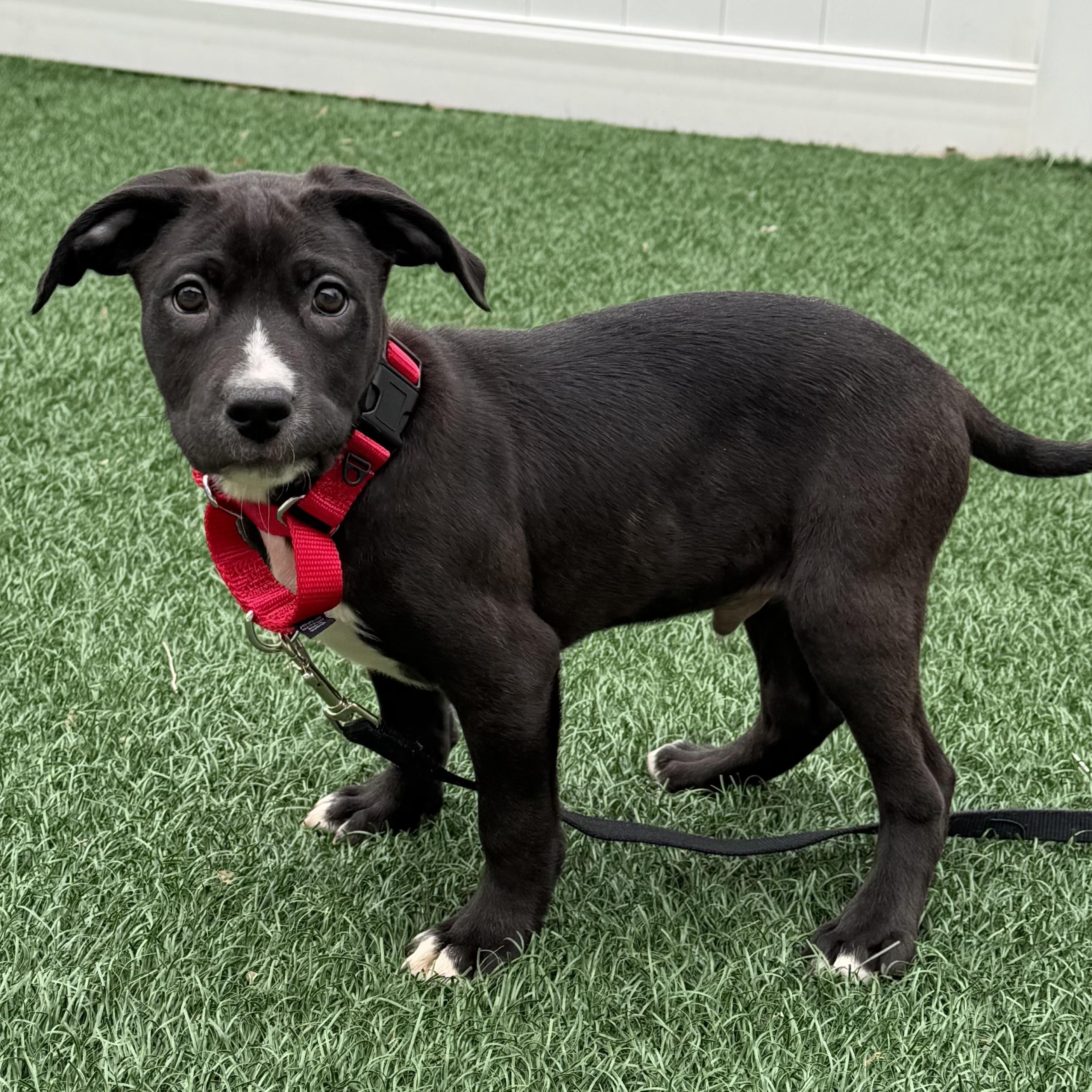 Enlarge Sherman, an adoptable mixed breed in Libertyville, IL image 2/5