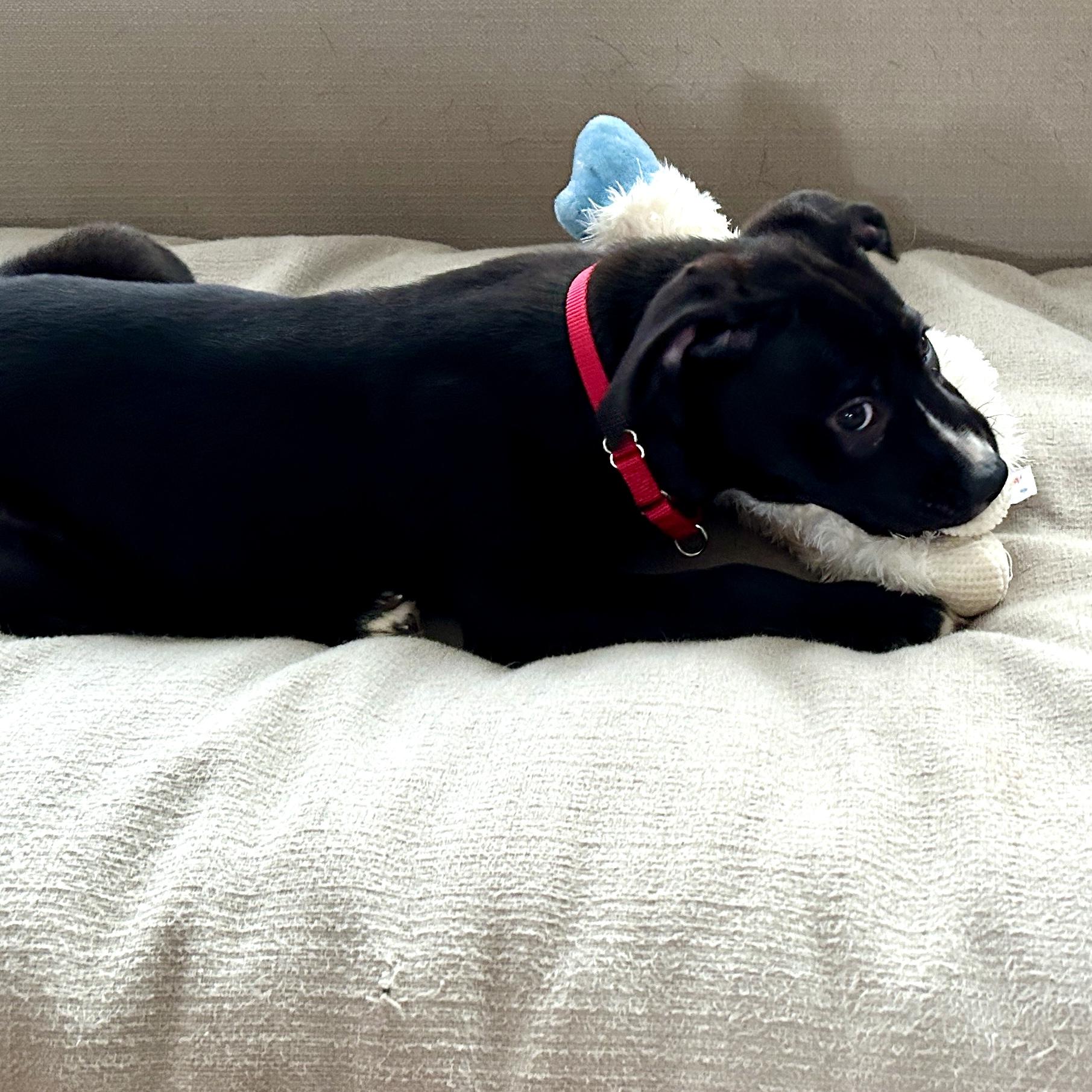 Enlarge Sherman, an adoptable mixed breed in Libertyville, IL image 5/5