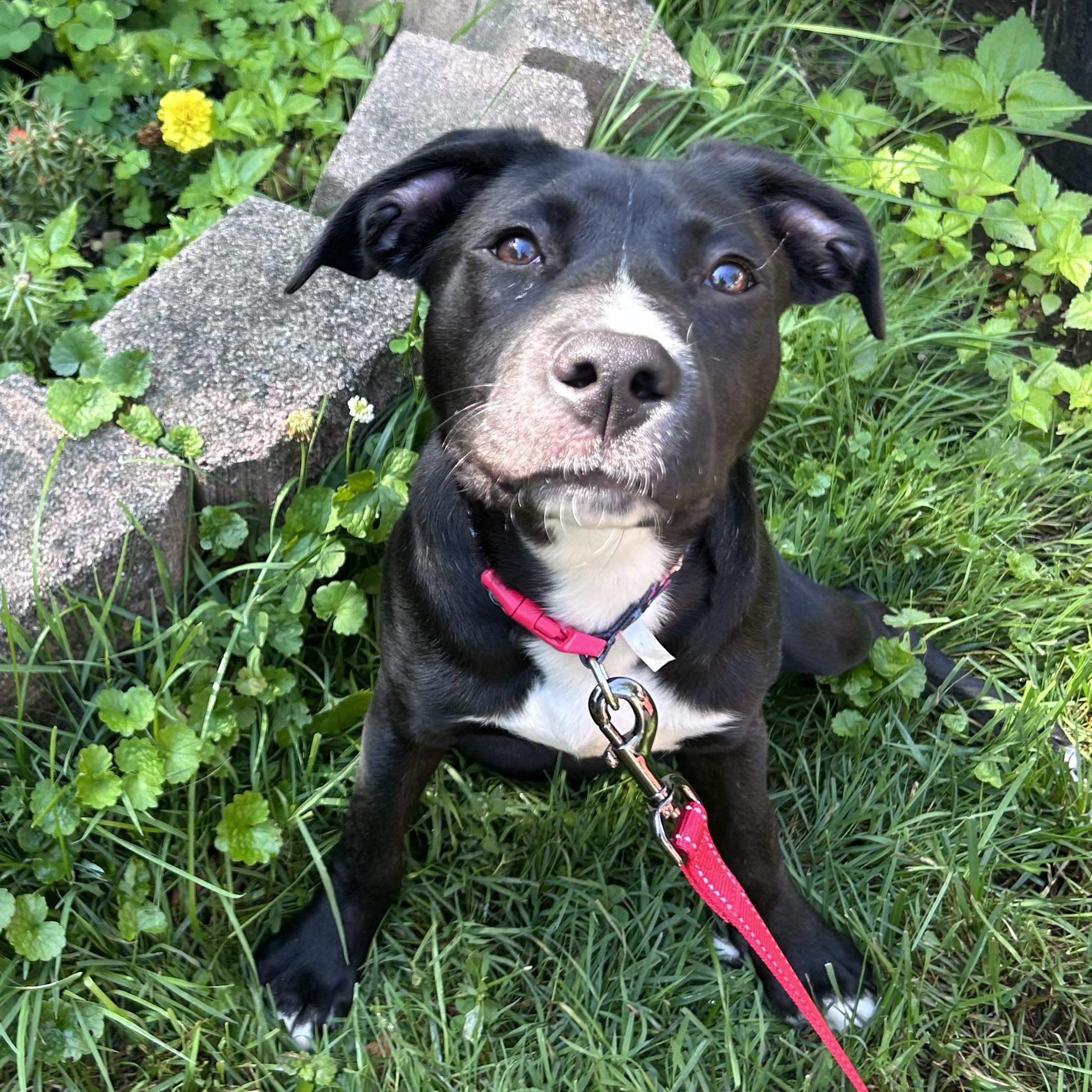Sherman, an adopted mixed breed in Libertyville, IL image 6/6