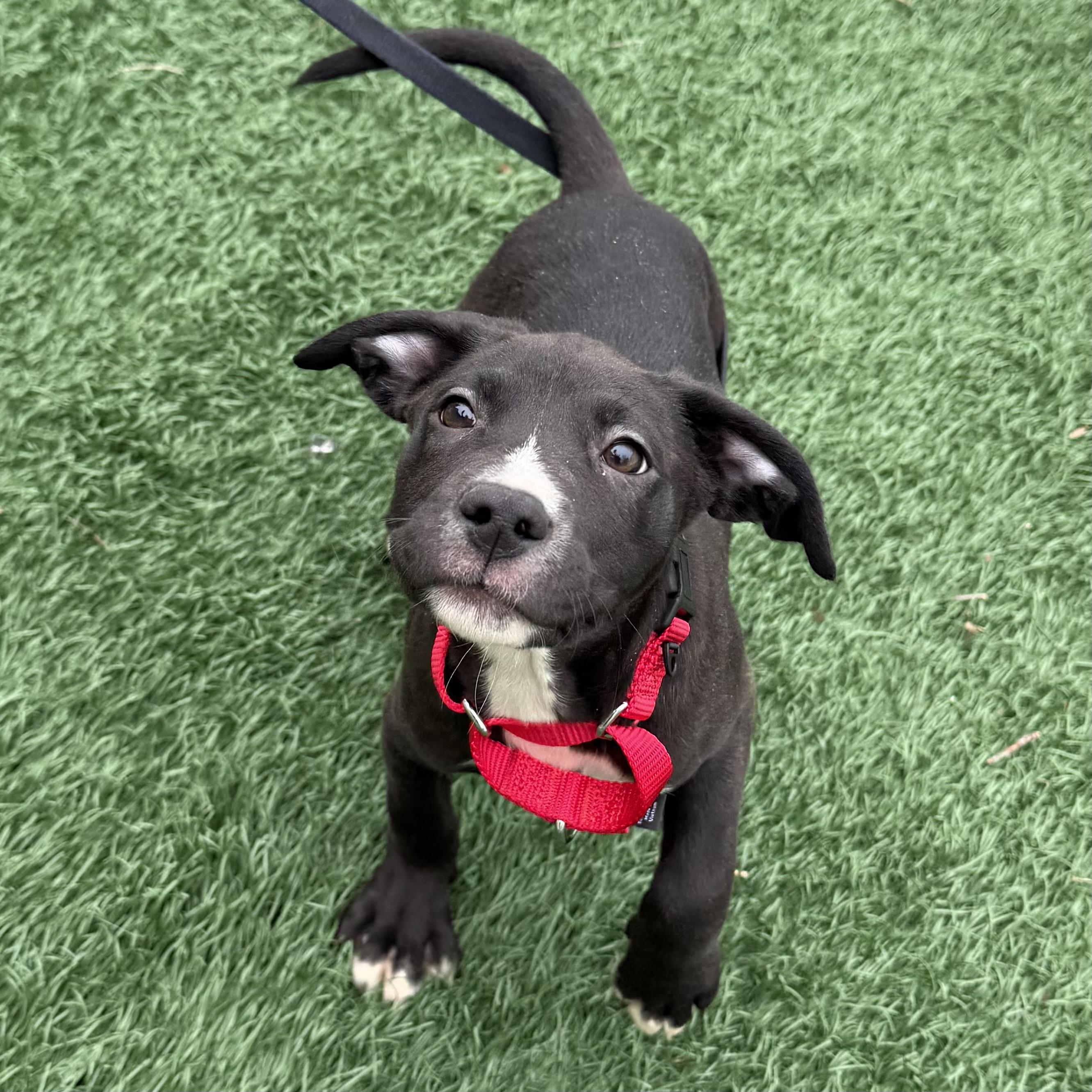 Enlarge Sherman, an adoptable mixed breed in Libertyville, IL image 1/5