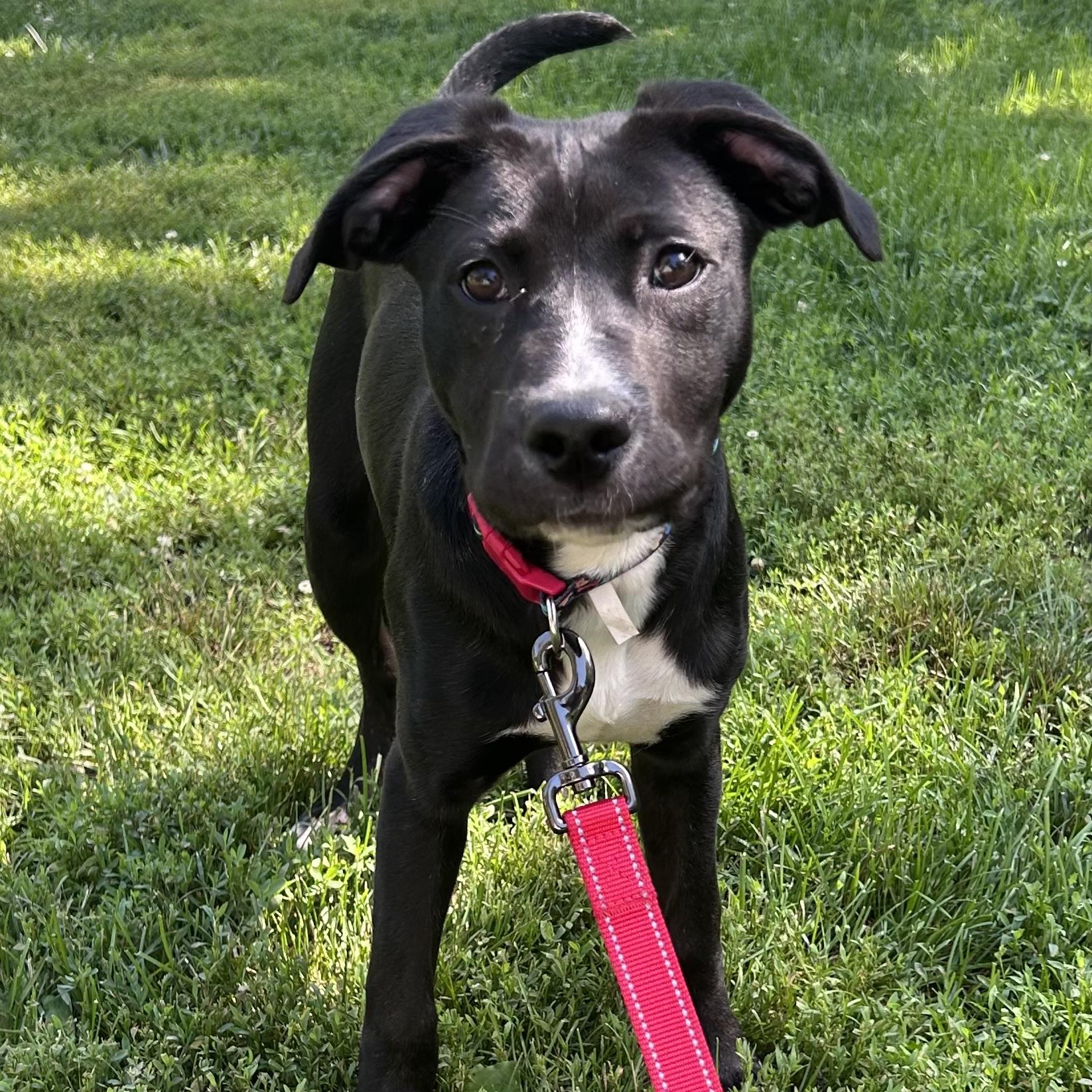 Sherman, an adopted mixed breed in Libertyville, IL image 1/6