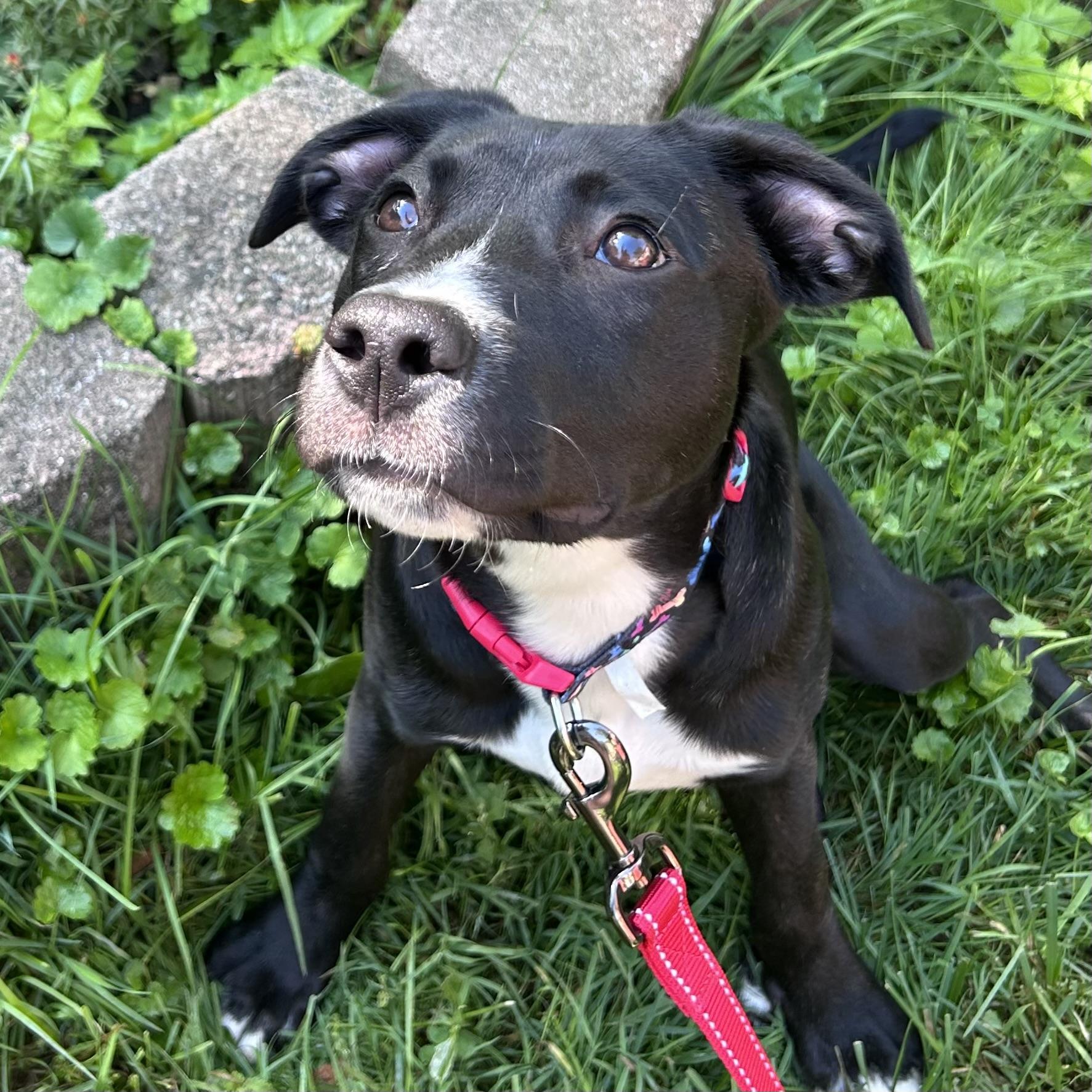 Sherman, an adopted mixed breed in Libertyville, IL image 2/6