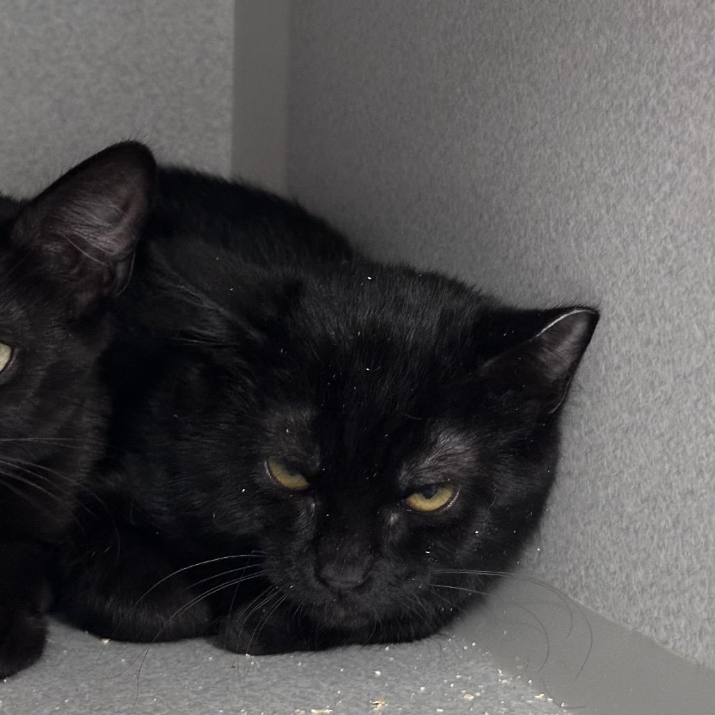 Bora, Adoptable, Kitten Female Domestic Short Hair.