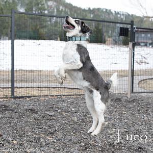 Tuco, Adoptable, Adult Male Australian Cattle Dog / Blue Heeler & Catahoula Leopard Dog.