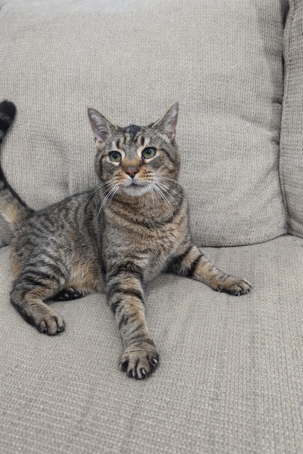 Enlarge Hunk, a ADOPTABLE Domestic Short Hair in Philadelphia, PA image 1/2