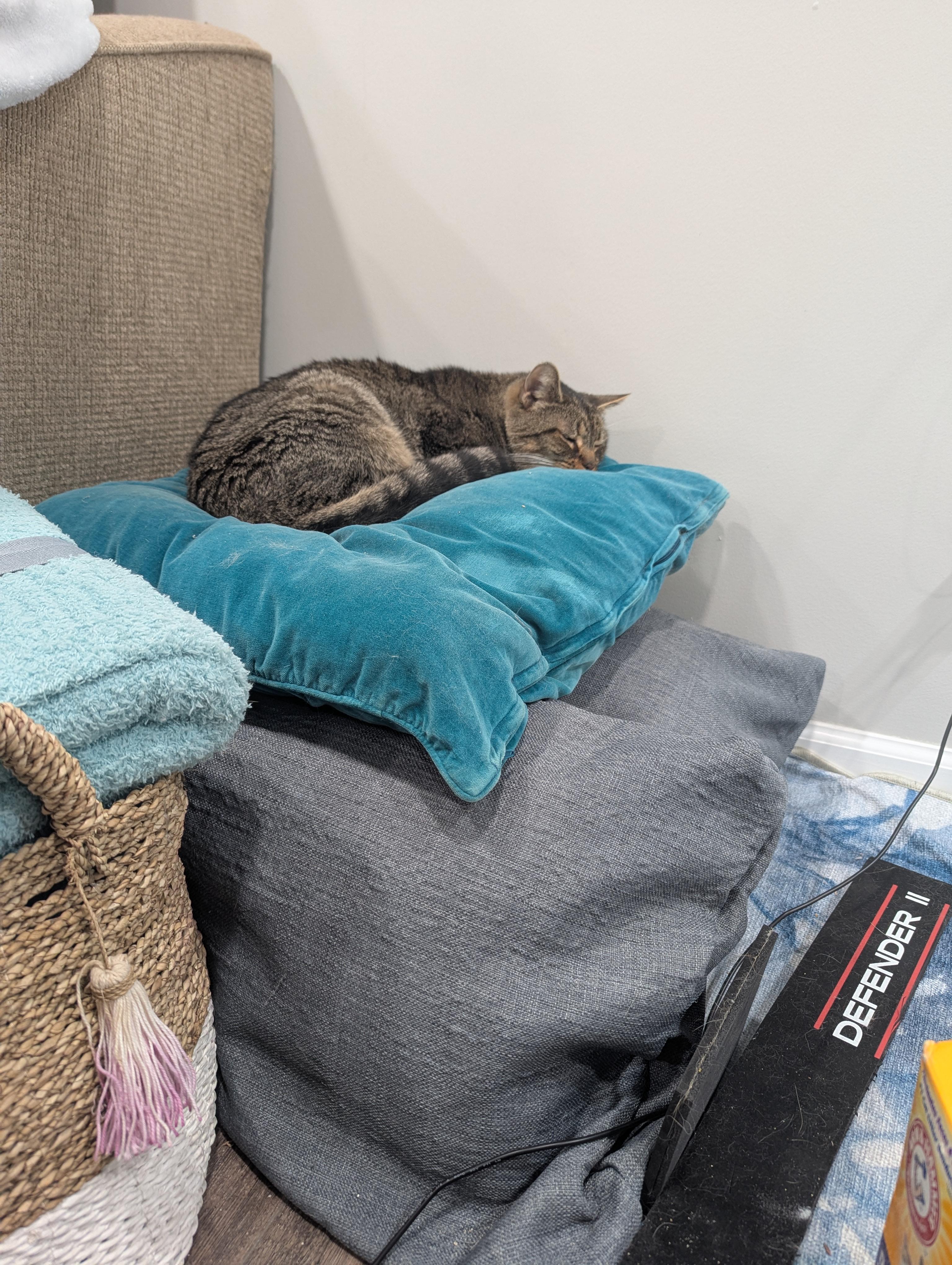 Enlarge Hunk, a ADOPTABLE Domestic Short Hair in Philadelphia, PA image 2/2