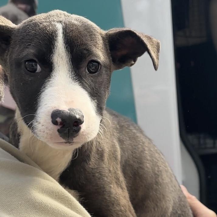 Hazelnut - 25291, Adoptable, Puppy Female Pit Bull Terrier.