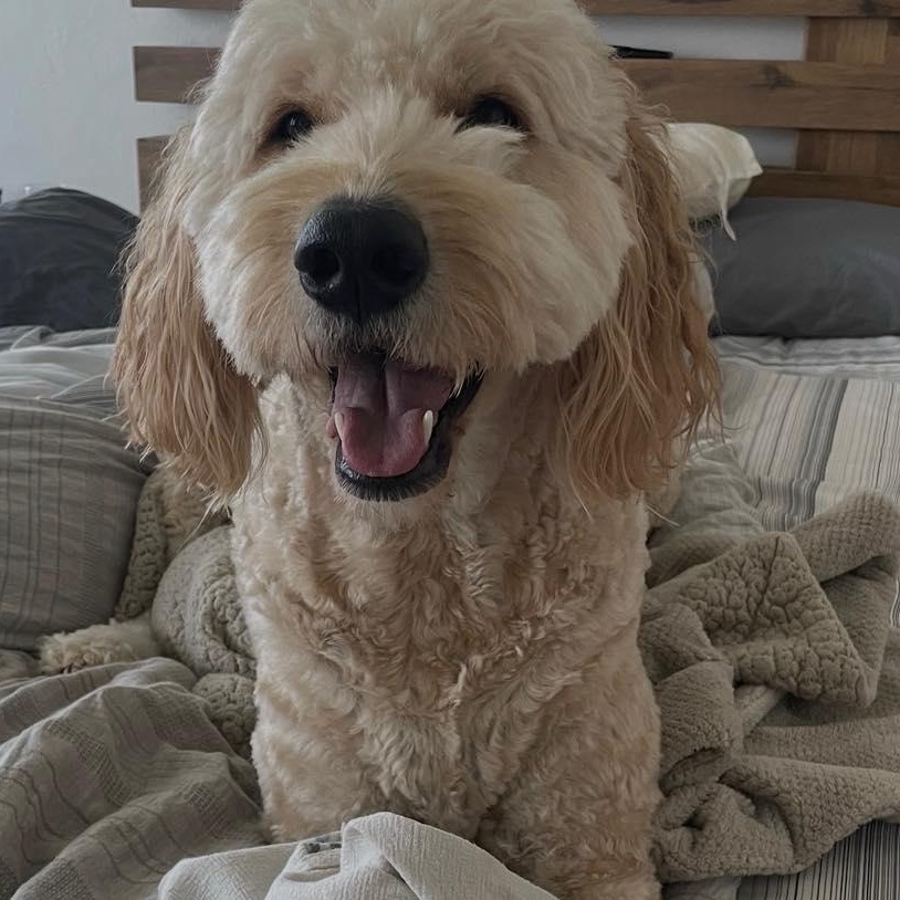 Finn, a ADOPTABLE Goldendoodle in Yukon, OK image 2/3