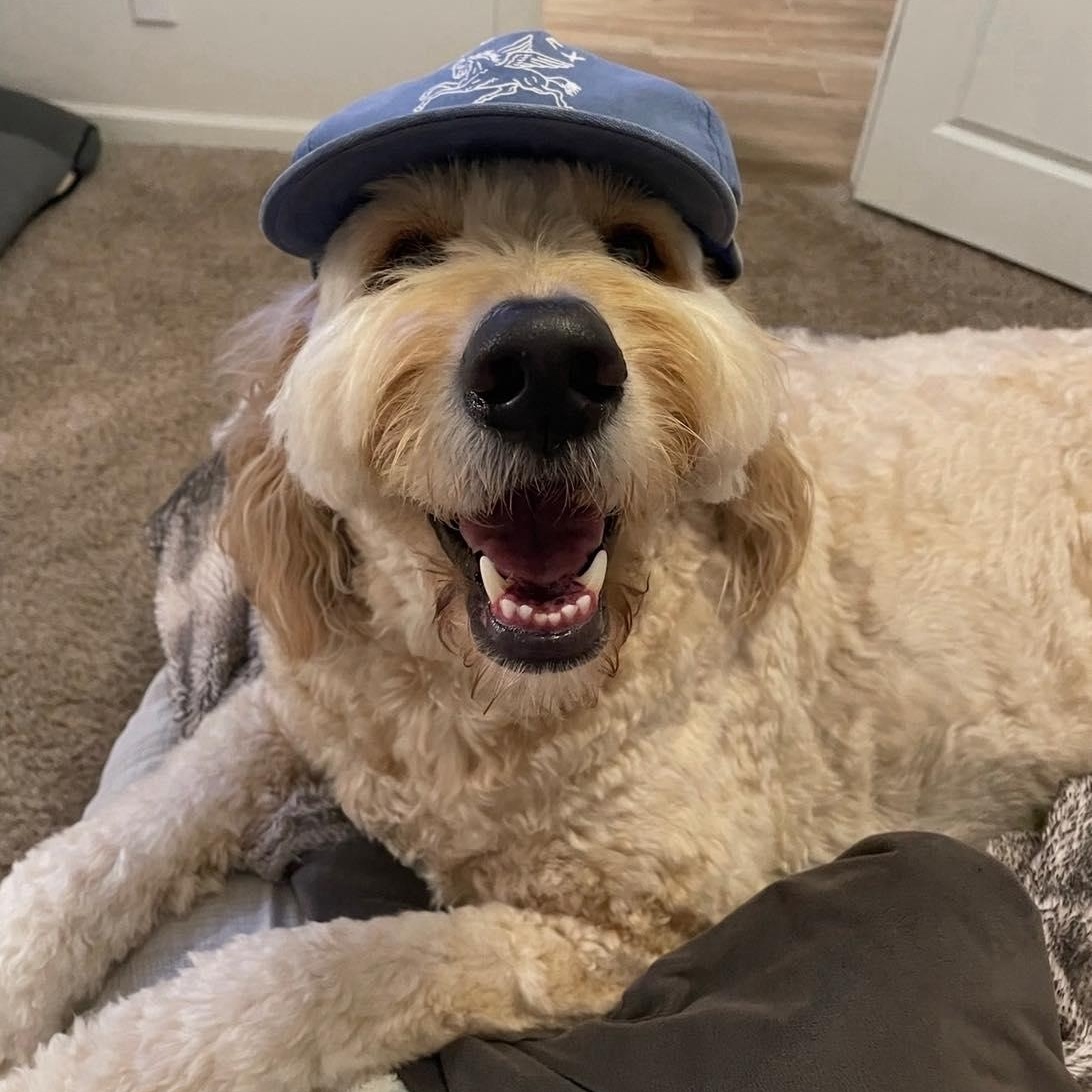 Finn, ADOPTABLE, Adult Male Goldendoodle.