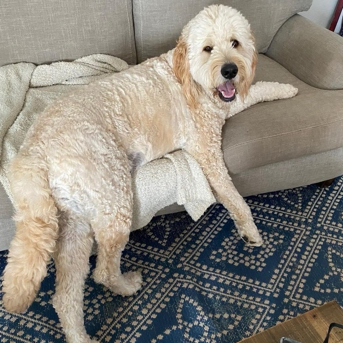 Finn, a ADOPTABLE Goldendoodle in Yukon, OK image 3/3