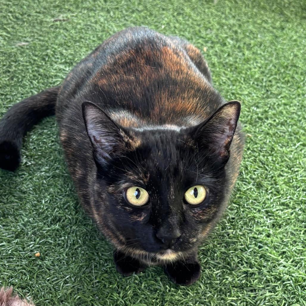 Ruby, Adoptable, Adult Female Domestic Short Hair.