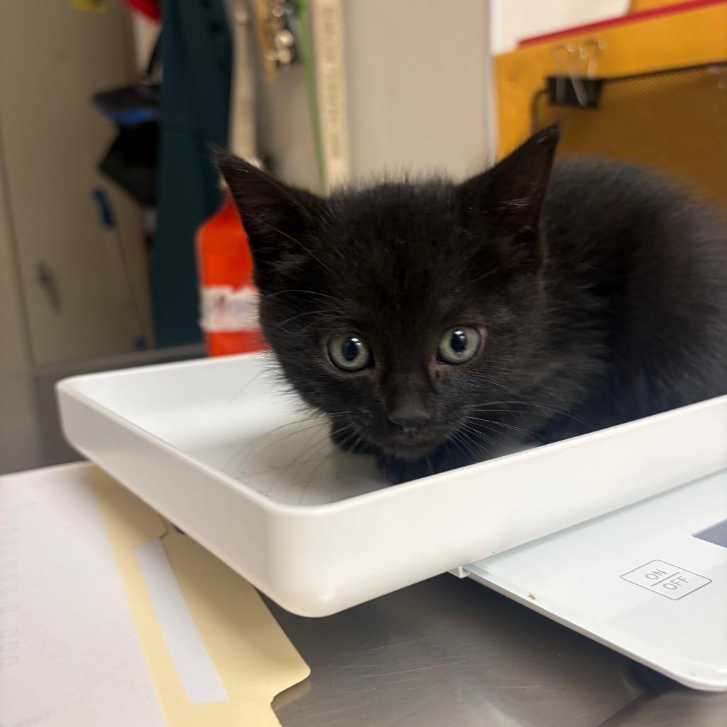 Enlarge Amarillo, a Adoptable Domestic Short Hair in Pekin, IL image 1/1