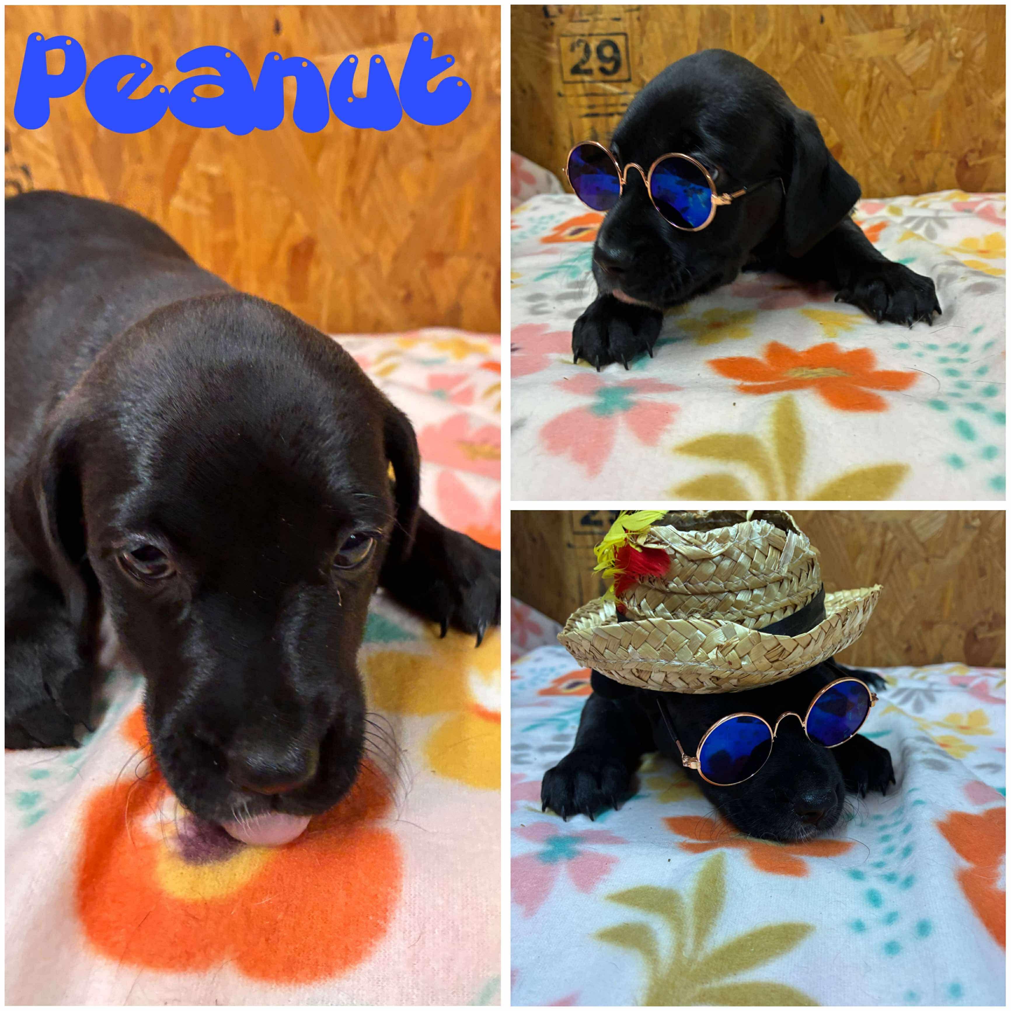 Enlarge Peanut, a ADOPTABLE mixed breed in Elkhorn, WI image 1/1