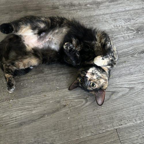 Matilda, Adoptable, Young Female Domestic Short Hair.
