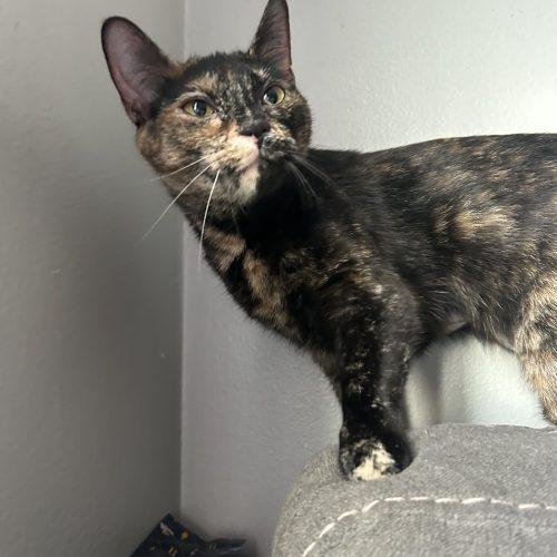 Matilda, a Adoptable Domestic Short Hair in Georgetown, KY image 2/5