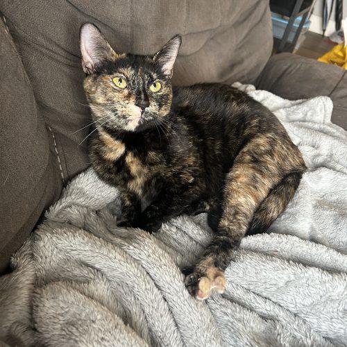 Matilda, a Adoptable Domestic Short Hair in Georgetown, KY image 3/5